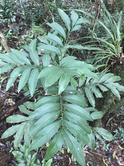 Matayba elaeagnoides