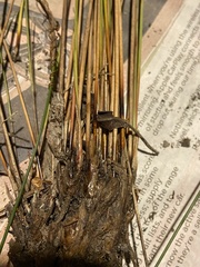 Mesomelaena graciliceps