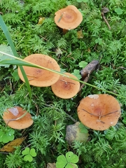 Lactarius aurantiacus