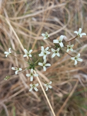 Kohautia amatymbica