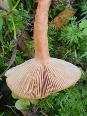 Lactarius aurantiacus