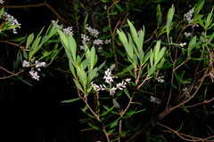 Leucopogon australis