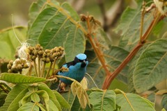 Dacnis hartlaubi