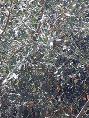 Salix salviifolia