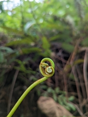 Dicranopteris