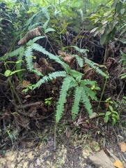 Dicranopteris