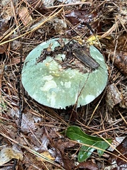 Russula virescens