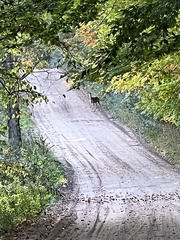Odocoileus virginianus borealis