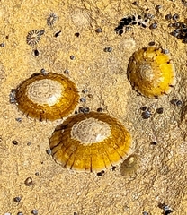 Cellana tramoserica
