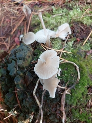 Mycena galericulata