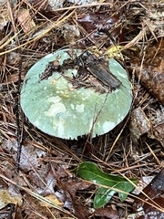 Russula virescens