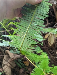 Dicranopteris