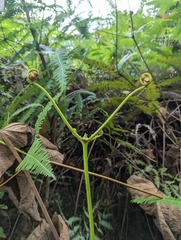 Dicranopteris