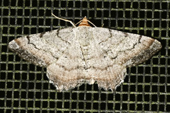 Macaria distribuaria