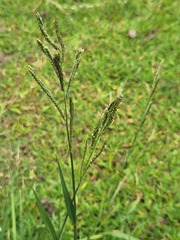 Paspalum urvillei