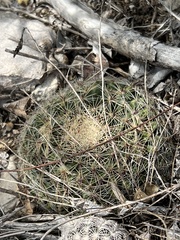 Mammillaria heyderi