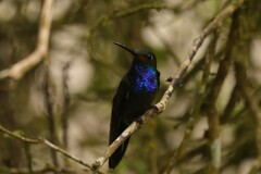 Urochroa bougueri