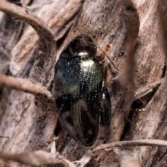 Psylliodes chrysocephala