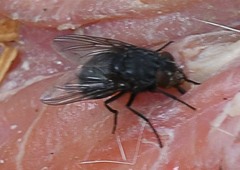 Calliphora vomitoria