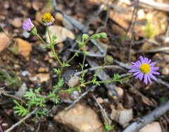 Brachyscome ciliaris