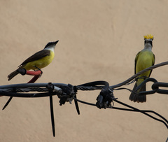 Pitangus sulphuratus