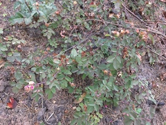 Rosa spithamea