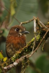 Malacoptila mystacalis