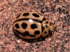 Tytthaspis sedecimpunctata