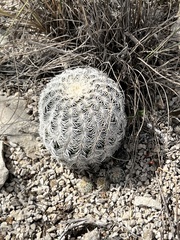 Echinocereus reichenbachii caespitosus
