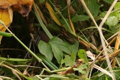 Laterallus albigularis