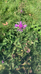 Centaurea phrygia