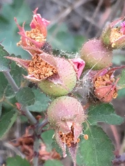 Rosa spithamea