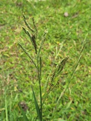 Paspalum urvillei