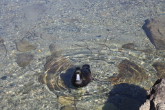 Aythya novaeseelandiae