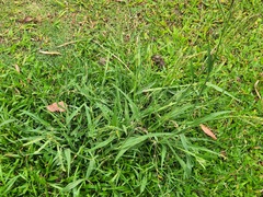 Paspalum urvillei