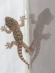 Tarentola mauritanica