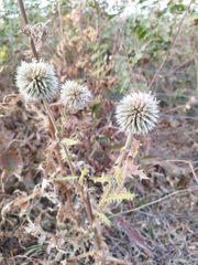 Echinops chantavicus