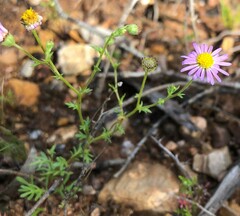Brachyscome ciliaris
