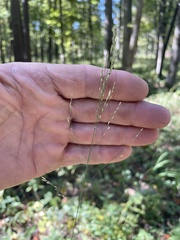 Agrostis perennans
