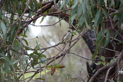 Melithreptus brevirostris