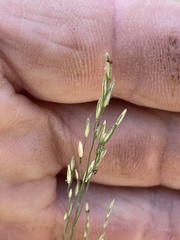 Agrostis perennans