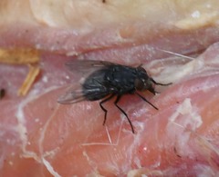 Calliphora vomitoria