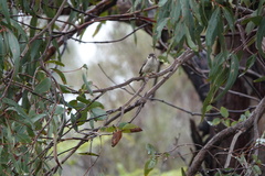 Melithreptus brevirostris