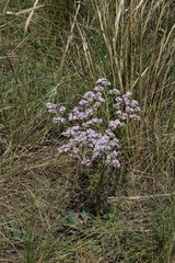 Goniolimon speciosum