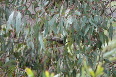 Melithreptus brevirostris