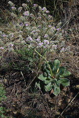 Goniolimon speciosum