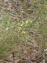 Hibbertia linearis