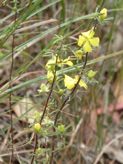 Hibbertia linearis