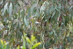 Melithreptus brevirostris