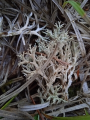 Cladonia rangiformis